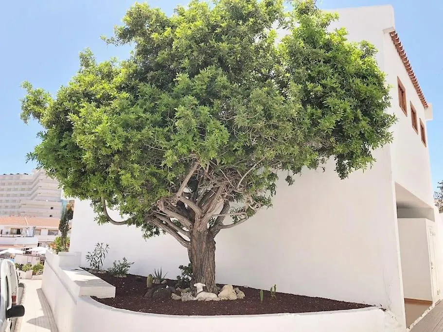 Apartamento Elisa En Garden City Con Piscina Climatizada Playa Feñabe 0*,  Spagna